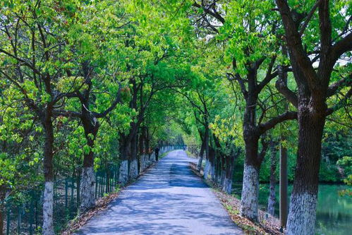 上海影视取景地又 上新 ,摄制服务机构助力乡村振兴